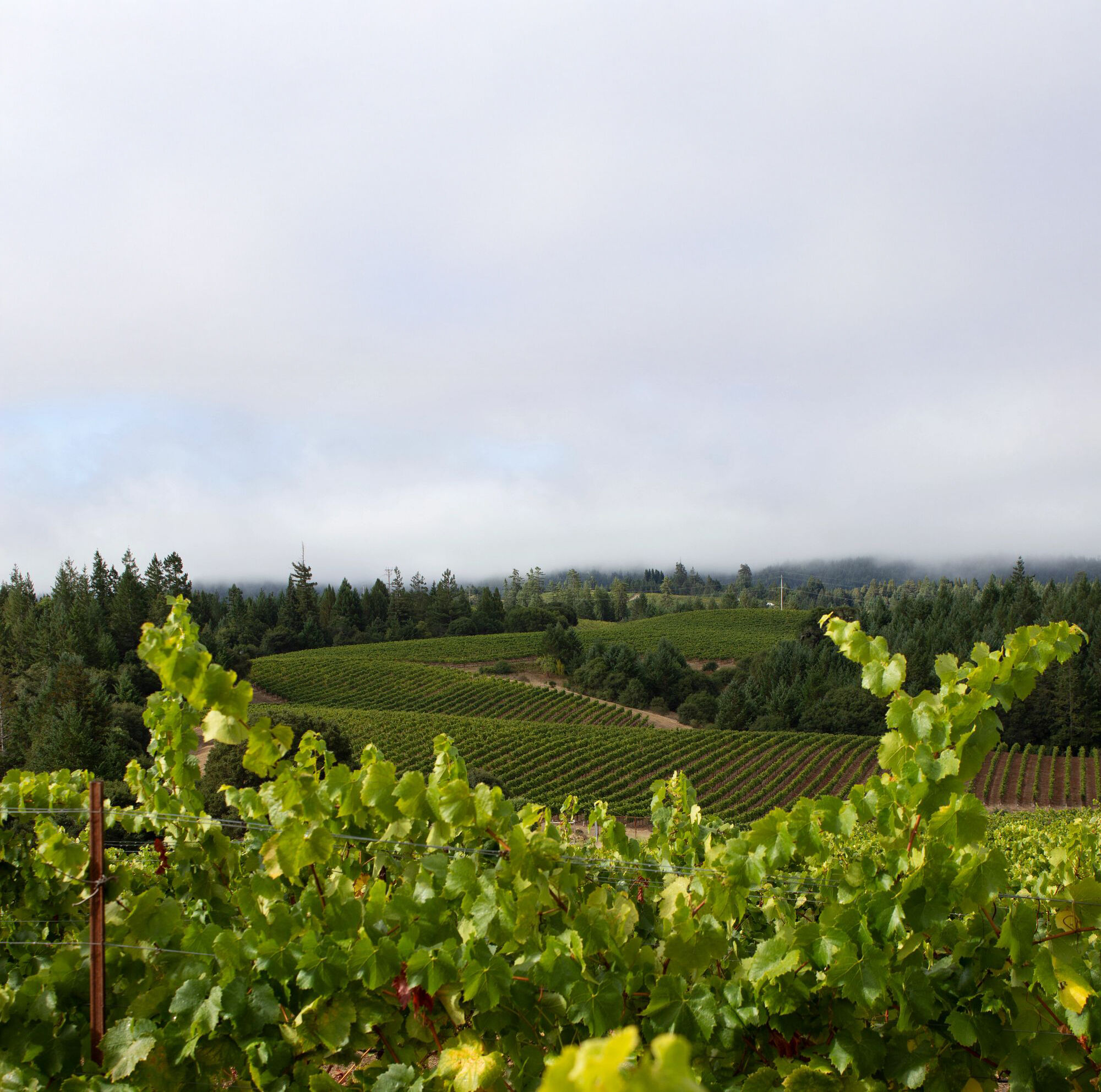 Far Coast Vineyard